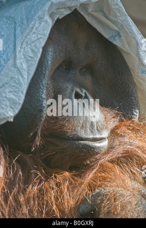 Orang-Utan de Bornéo (Pongo pygmaeus pygmaeus) Banque D'Images