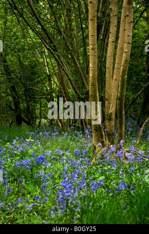 Jacinthes des bois en Angleterre, Banque D'Images