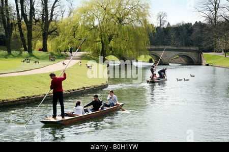 Deux plates pleine d'élèves font leur chemin à travers les oies le long de la rivière Cam, Cambridge, ERngland Banque D'Images