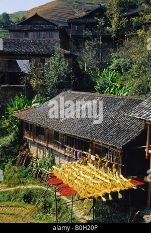 Ping An village de Longji (Dragon's Back) pendant la saison des récoltes de séchage avec tiges de riz et de poivrons Banque D'Images