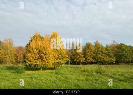 Arbres jaunes dans un champ vert Banque D'Images