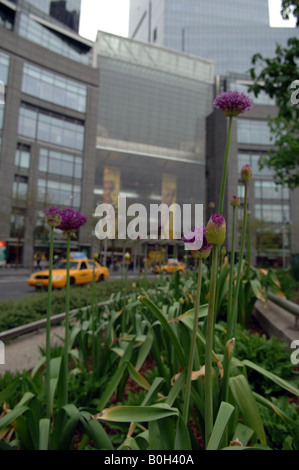 Allium plantés dans Columbus Circle à New York en face du Time Warner Center Banque D'Images