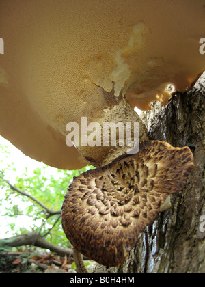 Une vue de dessous un polyporus squamosus (Drads selle) avec les petits pores visibles que l'usine utilise l'aide à la respiration. Banque D'Images