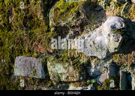 Une vieille brique en argile recouverte de mousse et de flintstone wall Medmenham, Buckinghamshire, Angleterre Banque D'Images