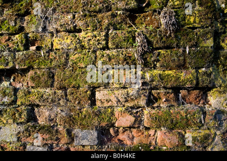 Une vieille brique en argile recouverte de mousse et de flintstone wall Medmenham, Buckinghamshire, Angleterre Banque D'Images