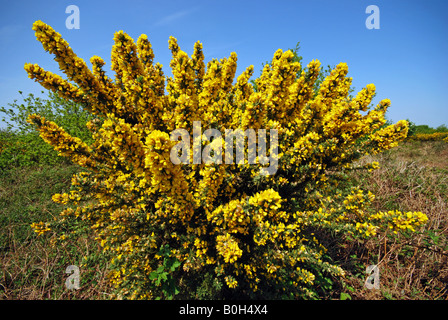 L'ajonc bush en pleine fleur de printemps. Salthouse Heath, Norfolk, Angleterre Banque D'Images