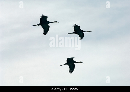 Grues Grus monacha hooded silhouette en vol Banque D'Images