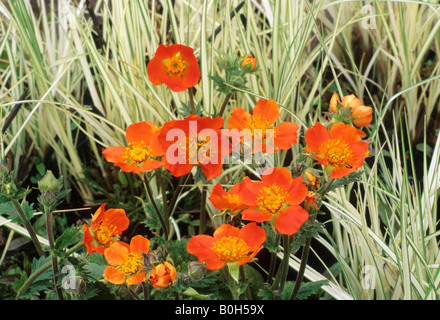 Geum Borisii Benoîte de plante de jardin fleurs orange Banque D'Images