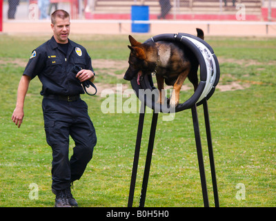 Agent de police surveille son chien le canon complet de la phase de saut k9 essais cliniques. Banque D'Images