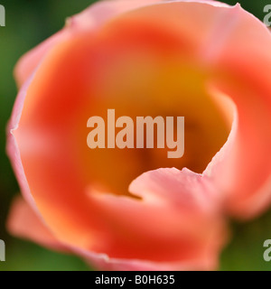 Tulipa Apricot Beauty Banque D'Images