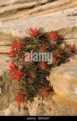 Desert Paintbrush (Castilleja angustifolia), Zion National Park, Utah Banque D'Images