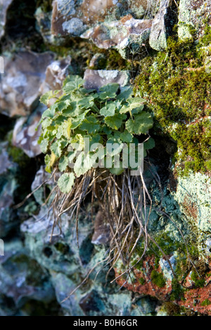 Une vieille brique en argile recouverte de mousse et de flintstone wall Medmenham, Buckinghamshire, Angleterre Banque D'Images