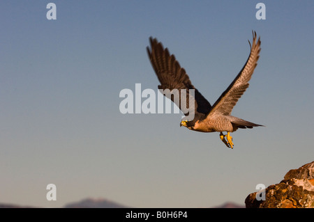 Faucon pèlerin (Falco peregrinus) sont trouvés partout dans le monde sauf en forêt et zones arctique froid et sec les populations Banque D'Images