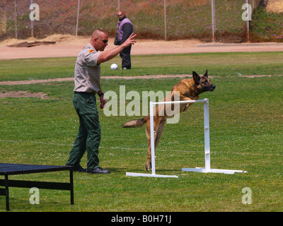 Agent de police surveille ses Malinois belge effacer la barre de la barre de 3 pieds saut dans la k9 essais cliniques. Banque D'Images