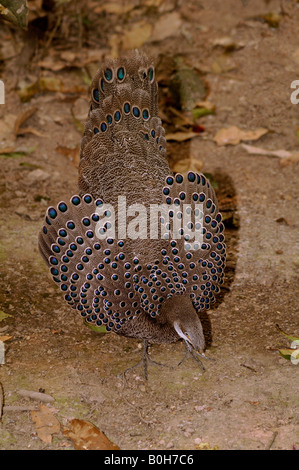 Gris mâle faisan paon Polyplectron bicalcaratum affichant à femelle s'inclinant et relevage des extensions Banque D'Images