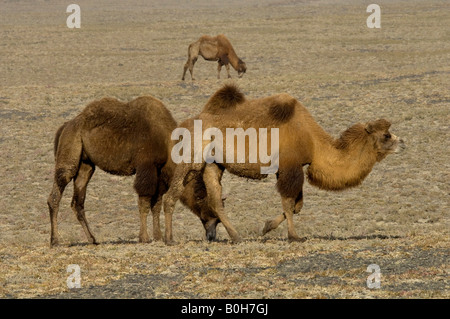 Camelsor deux chameaux de Bactriane Camelus bactrianus bosse en Chine Xinjiang désert d'alimentation Banque D'Images