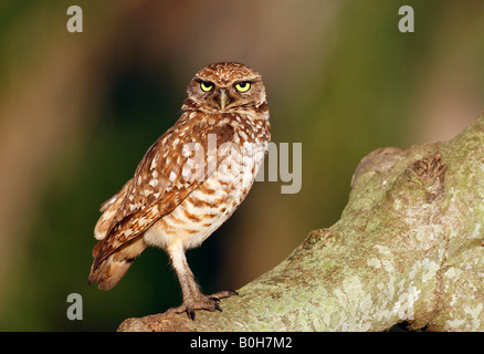 Chevêche des terriers (Athene cunicularia) , Speotyto cunicularia, Florida, USA Banque D'Images