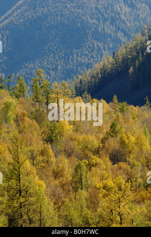 Les bouleaux et les mélèzes tournant à l'automne dans la réserve naturelle de la Chine Xinjiang Kanas Banque D'Images