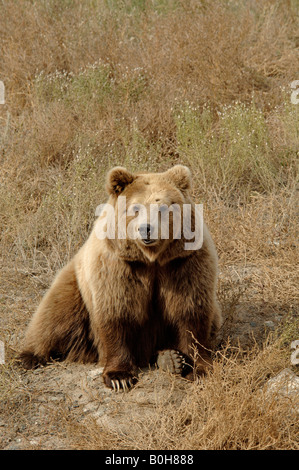 Ours brun (Ursus arctos) Chine Banque D'Images