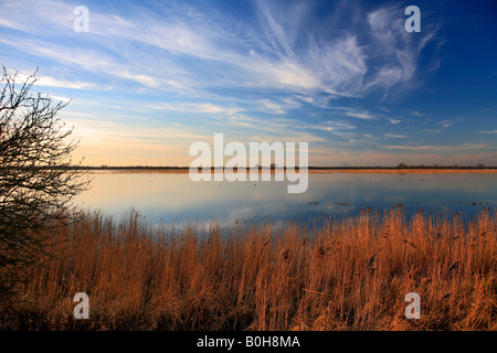 Coucher du soleil d'hiver des roselières WWT Welney lave Oiseau national Réserver Cambridgeshire Angleterre Grande-bretagne UK Banque D'Images