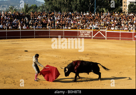Torero holding cape rouge devant un taureau noir ensanglanté pendant une corrida à la Plaza de Toros de corrida, Cos von Calpe Banque D'Images