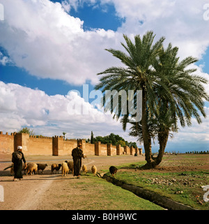 Les murs entourant la ville de Marrakech et de palmiers, berger avec moutons, Marrakech, Maroc Banque D'Images
