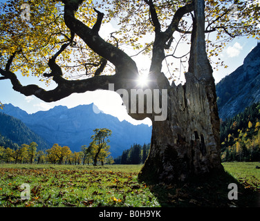 Grosser Ahornboden, automne, Mt. Spritzkarspitze Eiskarln, gamme, Karwendel, Tirol, Autriche Banque D'Images