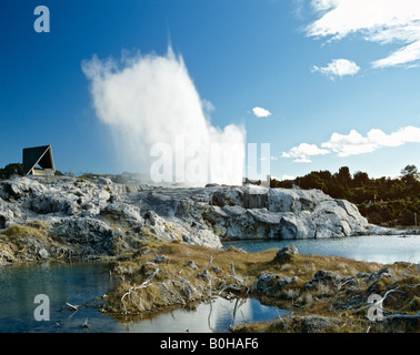 Pohutu Geyser, zone géothermique de Whakarewarewa, Rotorua, île du Nord, Nouvelle-Zélande Banque D'Images