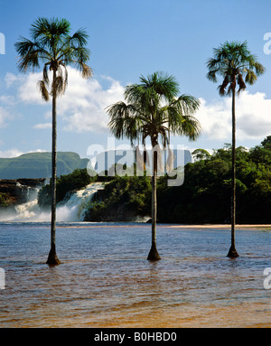 Lagune de Canaima, trois palmiers, mesas, chutes de Canaima, Kamarakotos, Venezuela, Amérique du Sud Banque D'Images