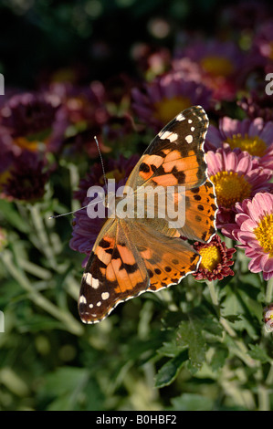 Papillon Belle Dame Vanessa cardu se nourrissant de chrysanthèmes dans le Jardin botanique de Chine Urumqi Banque D'Images