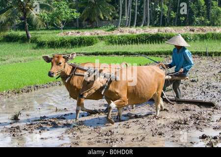 Exploitant agricole travaillant dans les rizières de riz, le riz paddy avec deux bœufs et une charrue en bois, de l'île Lombok, Indonésie, Îles de la sonde Lesser Banque D'Images