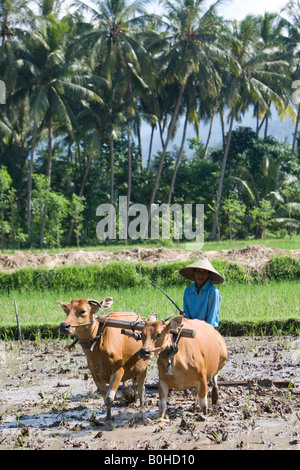 Exploitant agricole travaillant dans les rizières de riz, le riz paddy avec deux bœufs et une charrue en bois, de l'île Lombok, Indonésie, Îles de la sonde Lesser Banque D'Images