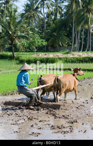 Exploitant agricole travaillant dans les rizières de riz, le riz paddy avec deux bœufs et une charrue en bois, de l'île Lombok, Indonésie, Îles de la sonde Lesser Banque D'Images