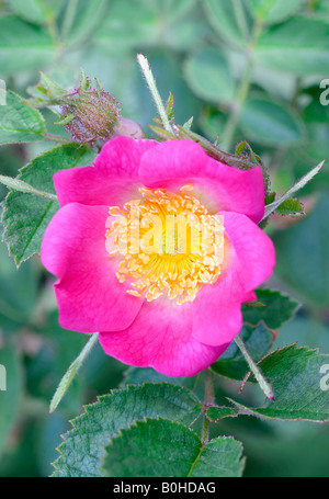 Sweet Briar ou Eglantine Rose (Rosa rubiginosa), Vallée Taubertal, Allemagne Banque D'Images