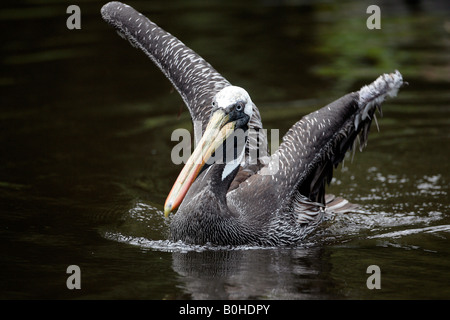 Pélican brun (Pelecanus occidentalis) Banque D'Images