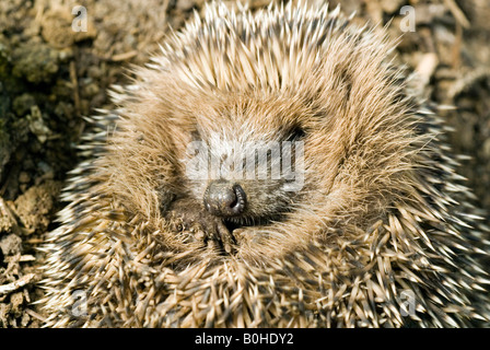 Jeune Hérisson (Erinaceus europaeus), recroquevillé Banque D'Images