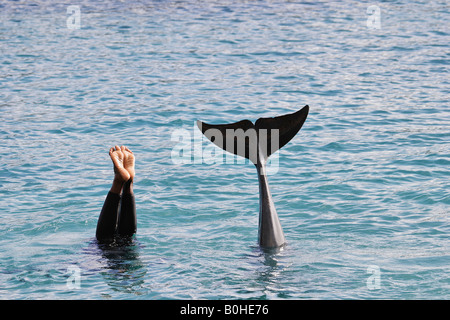 Femme et le dauphin dans l'eau, montrant les pieds et fin au cours d'un show à Willemstad, Curaçao, Antilles néerlandaises, Amérique Banque D'Images