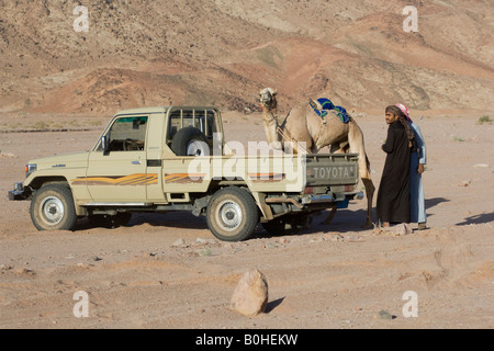 Bédouins et un chameau, chameau dans le désert de course, le Wadi Rum, Jordanie, Moyen-Orient Banque D'Images