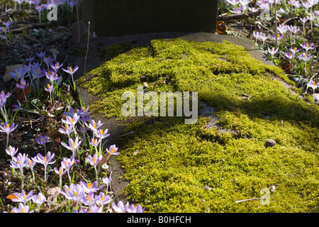 Suedfriedhof grave, Alter, vieux cimetière à Munich, Bavière, Allemagne Banque D'Images