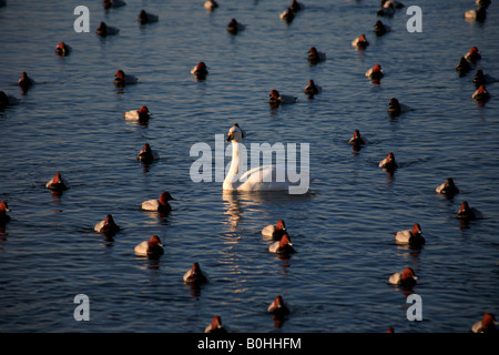 Cygne chanteur Cygnus cygnus adultes chez les oiseaux Canards Milouin WWT Welney Cambridgeshire Angleterre Grande-bretagne réserve lave UK Europe Banque D'Images