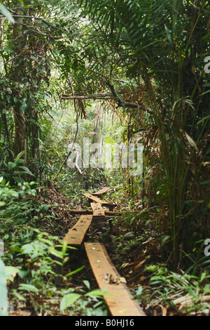 Chemin à travers la forêt tropicale de plaine, marais de tourbe, le centre du Kalimantan, Bornéo, Indonésie, Asie Banque D'Images