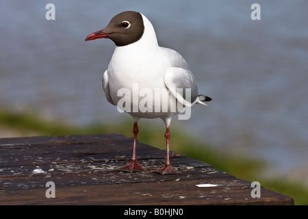 Mouette rieuse (Larus ridibundus) perché sur une table en bois, Frise du Nord, côte de la mer du Nord, Schleswig-Holstein, Allemagne Banque D'Images