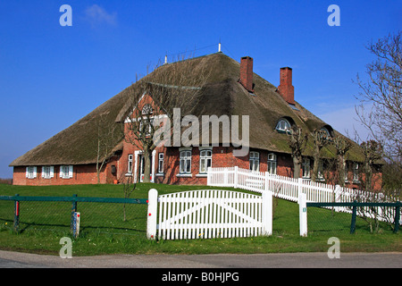 Haubarg Kutzenswarft historique, maison au toit de chaume dans Westerhever, Eiderstedt Péninsule, Frise du Nord, côte de la mer du Nord, Banque D'Images