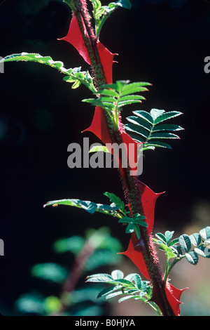 Wingthorn Rosa sericea pteracantha rose ou Rosa omeiensis pteracantha produit des épines en forme d'aile rouge énorme Banque D'Images
