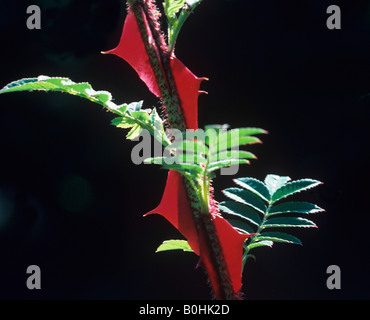 Wingthorn Rosa sericea pteracantha rose ou Rosa omeiensis pteracantha produit des épines en forme d'aile rouge énorme Banque D'Images