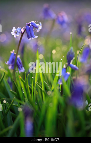 Bluebells à l'aube Banque D'Images