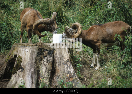 European mouflons (Ovis ammon musimon) à un bloc à lécher, lécher le sel Banque D'Images