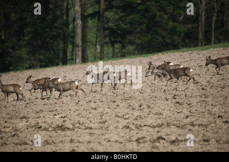 Le Chevreuil (Capreolus capreolus) traversant un champ au printemps Banque D'Images