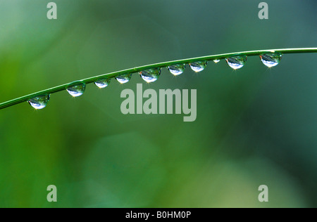 Gouttes d'eau sur un brin d'herbe Banque D'Images