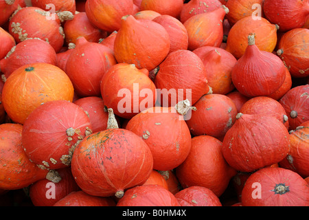 Hokkaido Squash (Cucurbita maxima) Banque D'Images